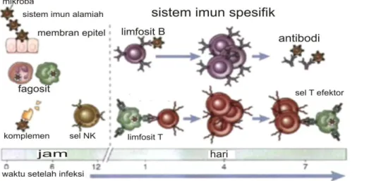 Gambar 2. Pembagian Sistem Imun (Abbas dkk, 2012) 