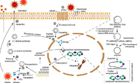 Gambar 2.3 Siklus Replikasi VHB dimulai dengan penempelan virus  pada sel hepatosit, kemudian masuk ke dalam sel melalui endositosis,  selubung  amplop  terlepas,  genom  virus  masuk  ke  inti  sel,  terjadi  perubahan  DNA  untai  ganda,  pembentukan  DN