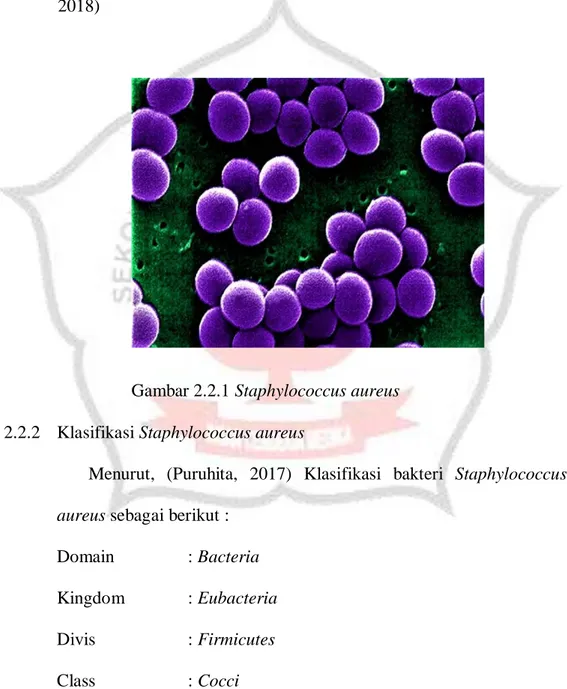 Gambar 2.2.1 Staphylococcus aureus  2.2.2  Klasifikasi Staphylococcus aureus 