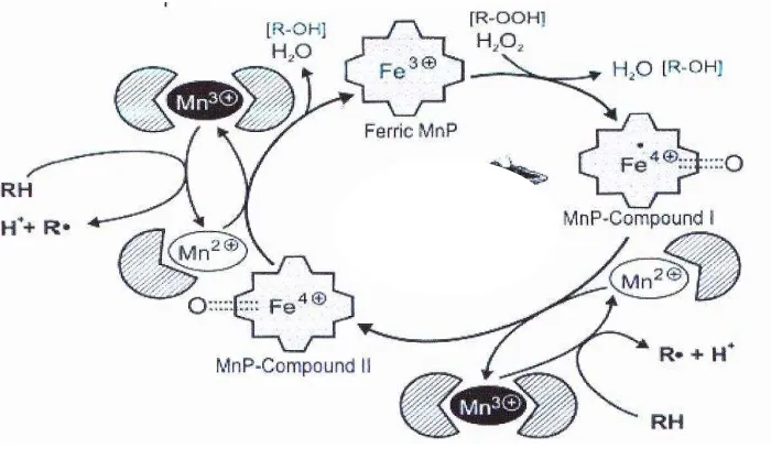 Gambar 2.11. Siklus katalitik Mn-P (Sumber: Perez et al., 2002) 
