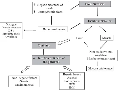 Gambar 2. Patofisiologi Hepatogenous Diabetes. 17 