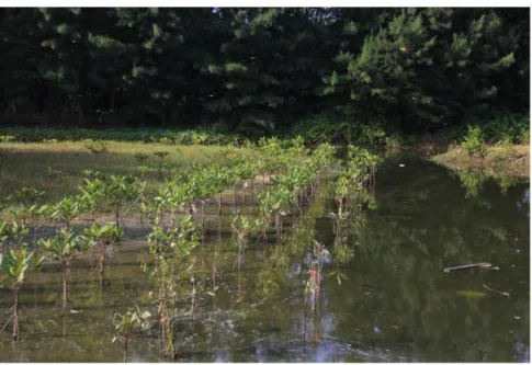 Gambar 3.2 Tegakan semaian mangrove hasil rehabilitasi di area Socorejo 