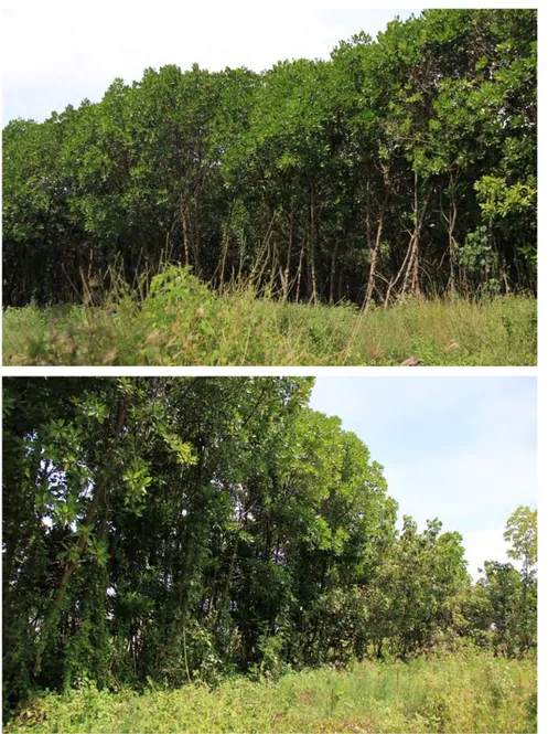 Gambar 3.3 Tipikal kondisi vegetasi mangrove di area Jenu pada Juni 2016