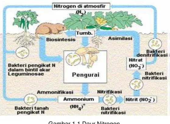 Gambar 1.1 Daur Nitrogen (Sumber: http://www.edubio.info/2015/05/daur-biogeokimia.html) 