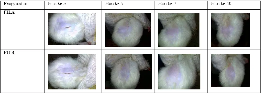 Gambar 1  Gambar Kesembuhan Luka Pada Tikus Yang Dioleskan Salep Dengan Ekstrak 25% Pada Basis Hidrokarbon Dan Salep Dengan Ekstrak 25% Pada Basis Serap  
