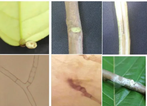Gambar 3. Karakteristik gejala penyakit VSD pada tanaman kakao dan karakter hifa (monoloid) C