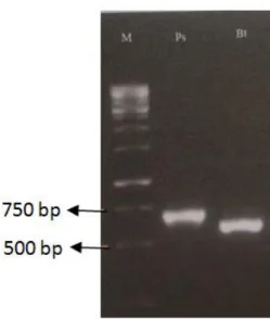 Gambar  5.  Hasil  amplifikasi  produk  PCR  dengan  primer  ITS  3  dan  IT4  terhadap jamur penyebab penyakit VSD tanaman kakao di Sumatera Barat.