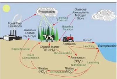 Gambar 2.3. Siklus nitrogen 