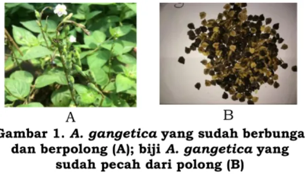 Gambar 1. A. gangetica yang sudah berbunga  dan berpolong (A); biji A. gangetica yang 