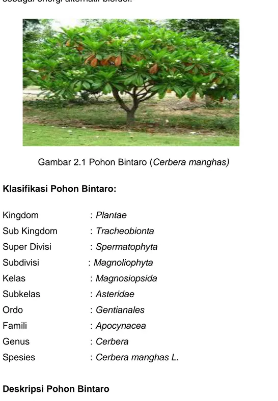Gambar 2.1 Pohon Bintaro (Cerbera manghas) 