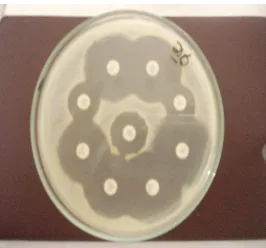 Gambar 5.4 Uji resistensi S. aureus terhadap sembilan antibiotik 