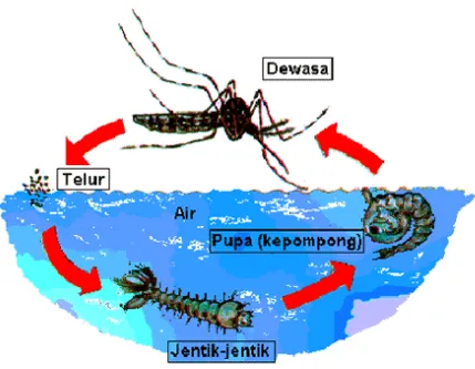 Gambar 2.  Siklus hidup nyamuk Aedes aegypti (Sumber, Soedarmo, 1988) 