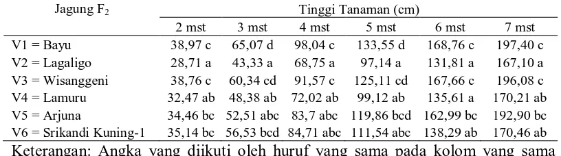 Tabel 2. Rataan tinggi tanaman 2-7 mst dari jagung F2 hasil selfing. 