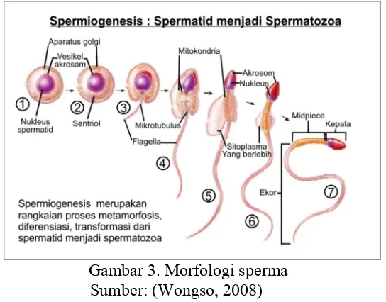 Gambar 3. Morfologi sperma 