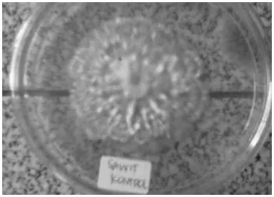 Gambar 7. Jamur Ganoderma sp. Asap Cair 300°C 
