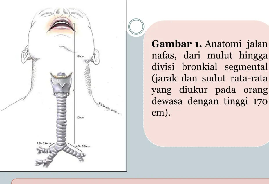 Gambar 1. Anatomi  jalan  nafas,  dari  mulut  hingga  divisi  bronkial  segmental  (jarak  dan  sudut  rata-rata  yang  diukur  pada  orang  dewasa  dengan  tinggi  170  cm)