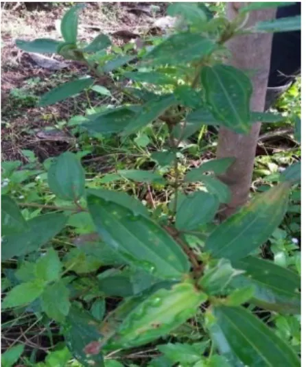 Gambar 4. Gulma Senduduk 