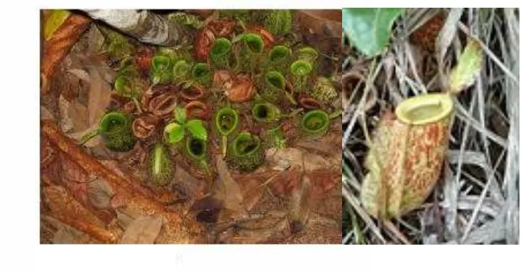 Gambar 2.1  Tanaman kantong semar Nepenthes ampullaria (Higashi et al., 1992) 