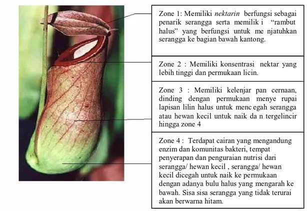 Gambar 2.2 Beberapa zone dalam kantung dari tanaman kantong semar   (Yun Chan et al., 2005)  