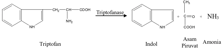 Gambar 2.6  Reaksi indol dengan komponen dalam pereaksi Kovac (Cappucino, 1987).  