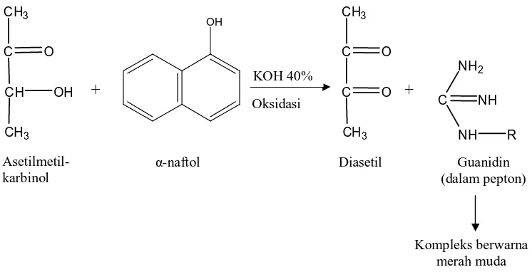 Gambar 2.10  Deteksi senyawa asetilmetilkarbinol menggunakan pereaksi Barrit                            (Cappucino, 1987)