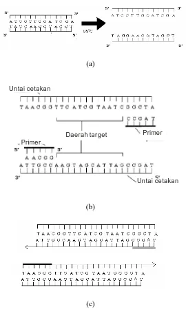 Gambar 2.11 Tahap-tahap amplifikasi DNA melalui metode Polymerase  Chains                      Reactions (PCR) (Innis et al., 1990) 