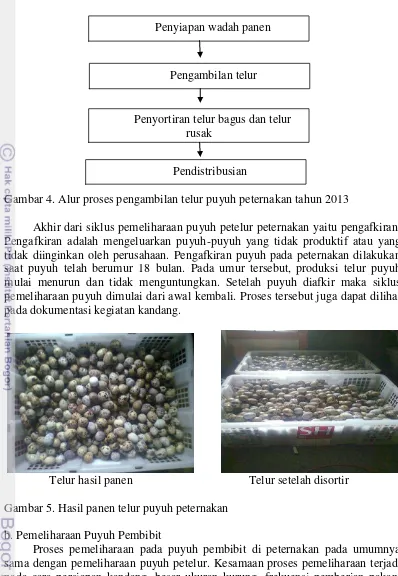 Gambar 4. Alur proses pengambilan telur puyuh peternakan tahun 2013 