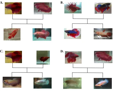 Gambar 4.3. Pengaruh waktu radiasi sinar UV terhadap morfologi ikan 