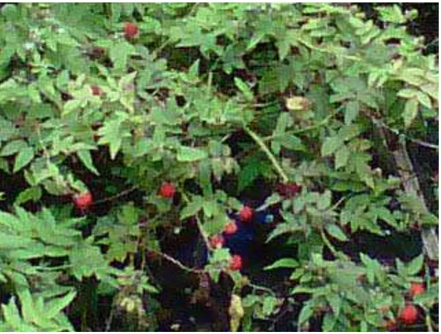 Gambar tumbuhan rasberi (Rubus rosifolius J.E.Smith) 