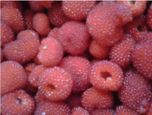 Gambar buah rasberi 