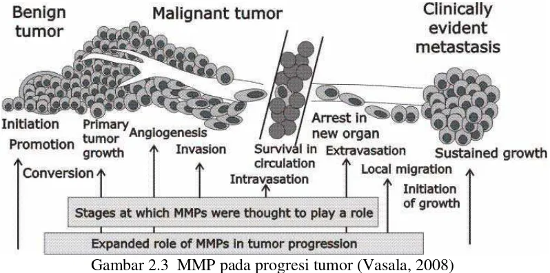 Gambar 2.3  MMP pada progresi tumor (Vasala, 2008) 