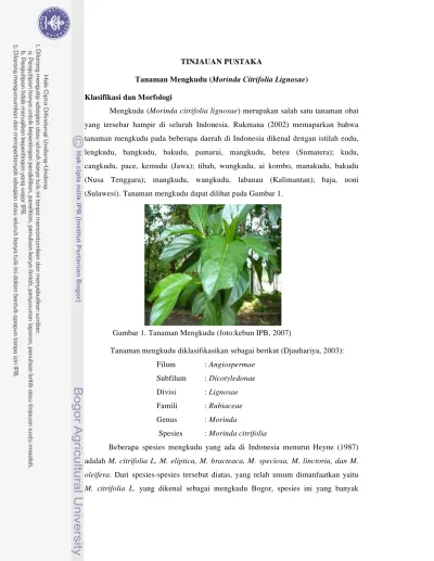 TINJAUAN PUSTAKA. Tanaman Mengkudu (Morinda Citrifolia Lignosae)