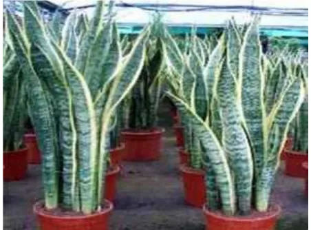 Gambar 1. Lidah Mertua (Sansevieria Trifasciata)