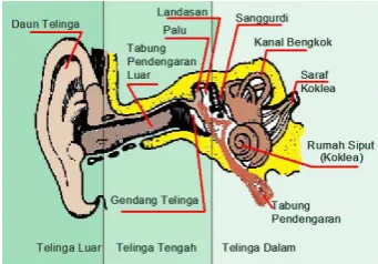Gambar 2.1. Susunan telinga 