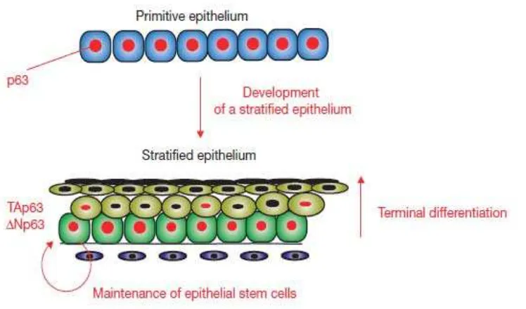 Gambar 2.3. Peran p63 dalam perkembangan  stratified epithelium (Blanpain, 2007). 