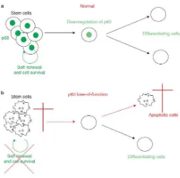 Gambar 2.4. Mekanisme potensial p63 dalam mempertahankan populasi stem-cell (Blanpain, 2007)
