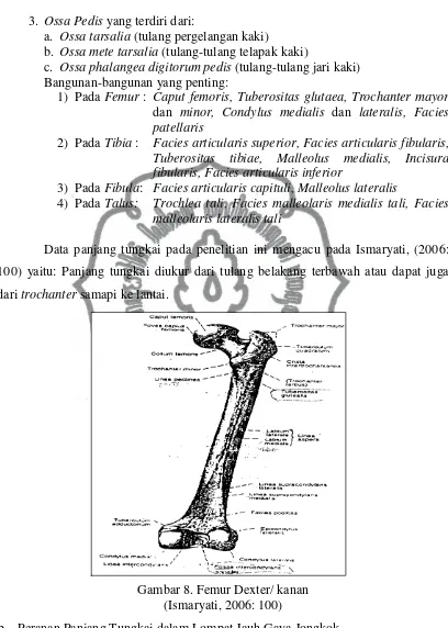 Gambar 8. Femur Dexter/ kanan 