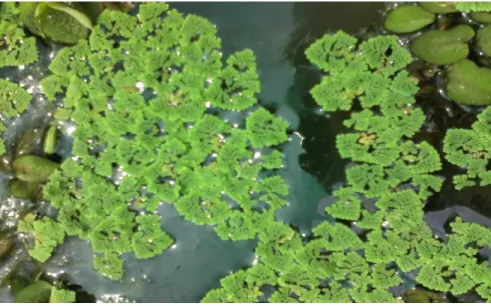 Gambar 3. Azolla sp. 