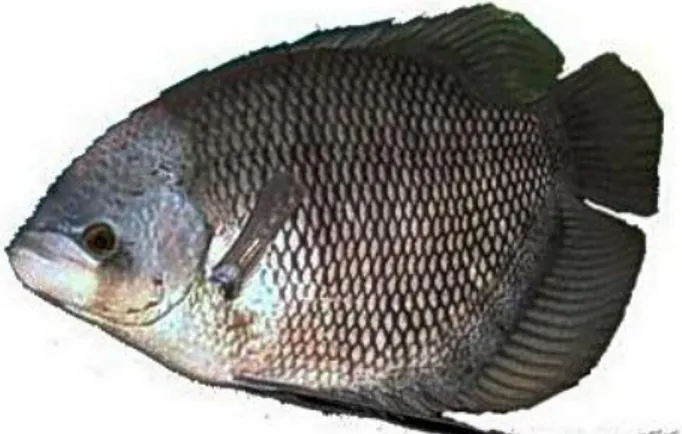 Gambar 1. Morfologi Ikan Gurami 