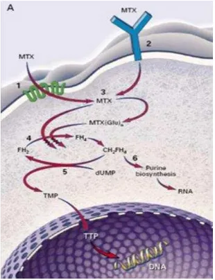 Gambar 6. Mekanisme metotreksat di DNA (Dziurkowska, 2006) 