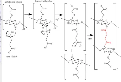 Gambar 2 Mekanisme reaksi esterifikasi antara CMC dengan asam suksinat 