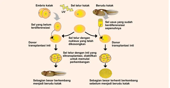 Gambar 12. Kloning Embrio pada Katak 