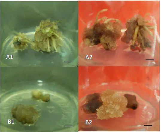 Figure 1. Seeds germination of T. leucostaphylum on two environmental conditions in MS basic medium after 8 weeks of treatment (A-B) and on 4 types media with 12 hours with light photoperiodic/12 hours without light after 60 days (C-F) A)