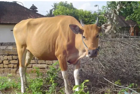 Gambar	2.2	Sapi	Bali
