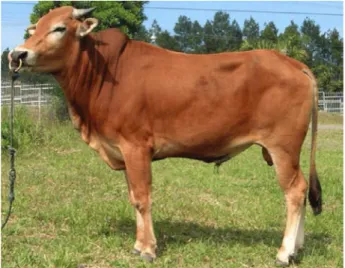 Gambar	2.3	Sapi	Madura
