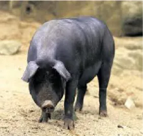 Gambar	2.9	Babi	Bali b)	 Babi	Krawang