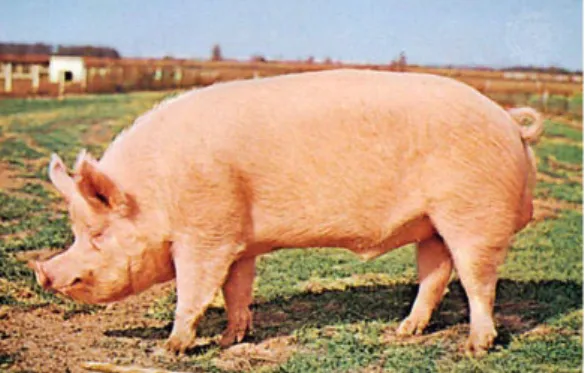Gambar	2.13	Babi	 Tamworth