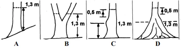 Gambar 2. Tehnik pengukuran diameter (Hairiah dan Rahayu, 2007). 