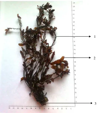 Gambar 1.   Makroskopik tumbuhan segar  rumput laut (Sargassum ilicifolium s(Turner) C