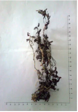 Gambar 2. Makroskopik simplisia rumput laut (Sargassum ilicifolium (Turner) 